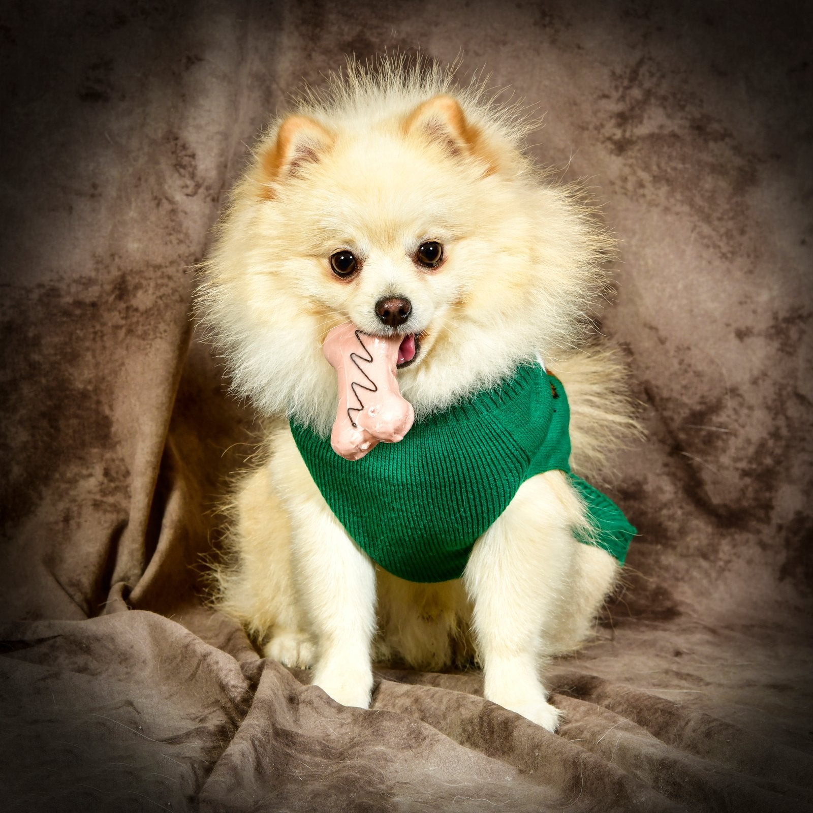 Lieve pomeriaan reu Boyke zoekt een liefdevol nieuw thuis, Reu, Parvo, Eén hond, Klein