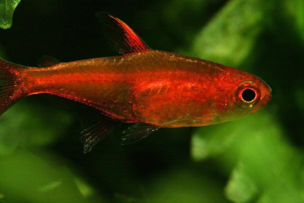 Hyphessobrycon amandae - Ember Tetra - Vuurzalmpje, Vis, Zoetwatervis, Schoolvis