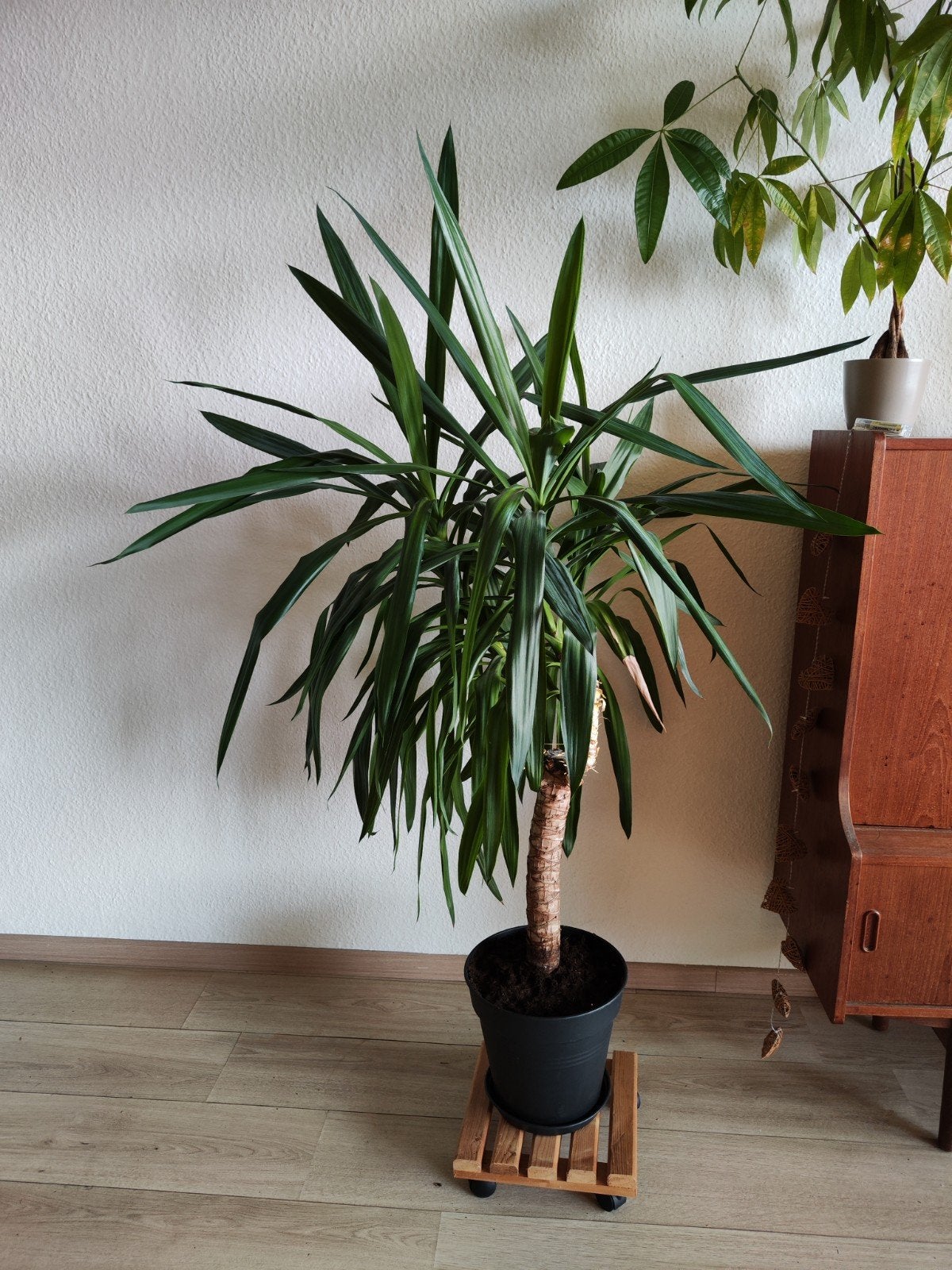 Yucca groot incl pot excl standaard, Vaste plant, Bloeit niet, Halfschaduw, Ophalen