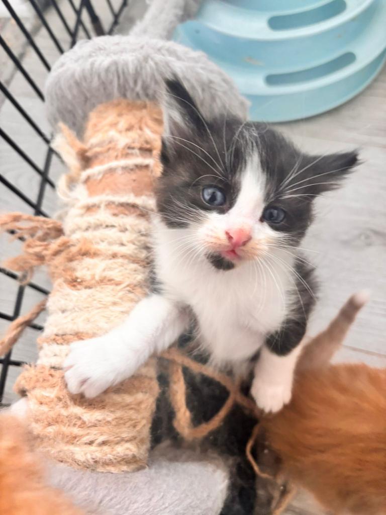 Maincoon/ragdoll (ragcoon ), Meerdere dieren