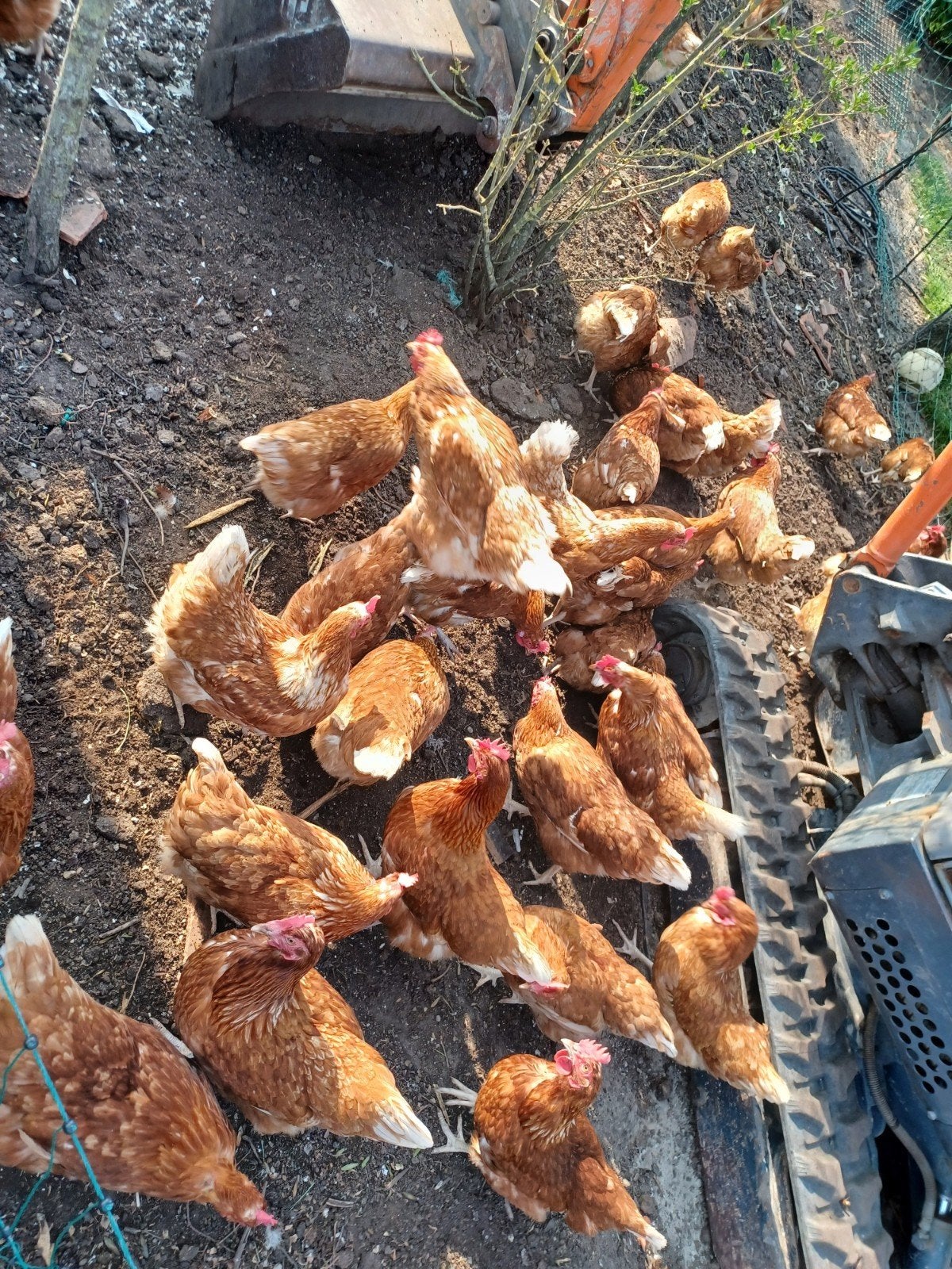 Bruine kippen, Dieren en Toebehoren, Pluimvee, Vrouwelijk, Kip