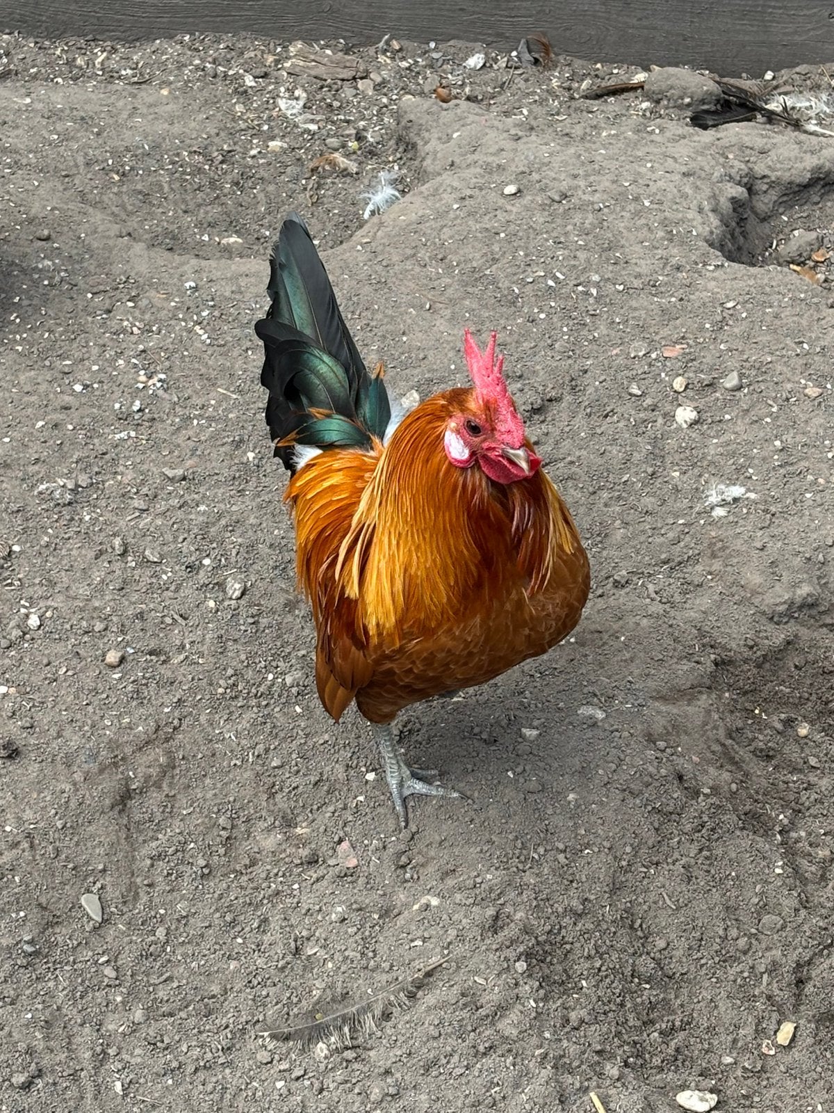 Groninger Meeuw hanen, Dieren en Toebehoren, Pluimvee, Mannelijk, Kip