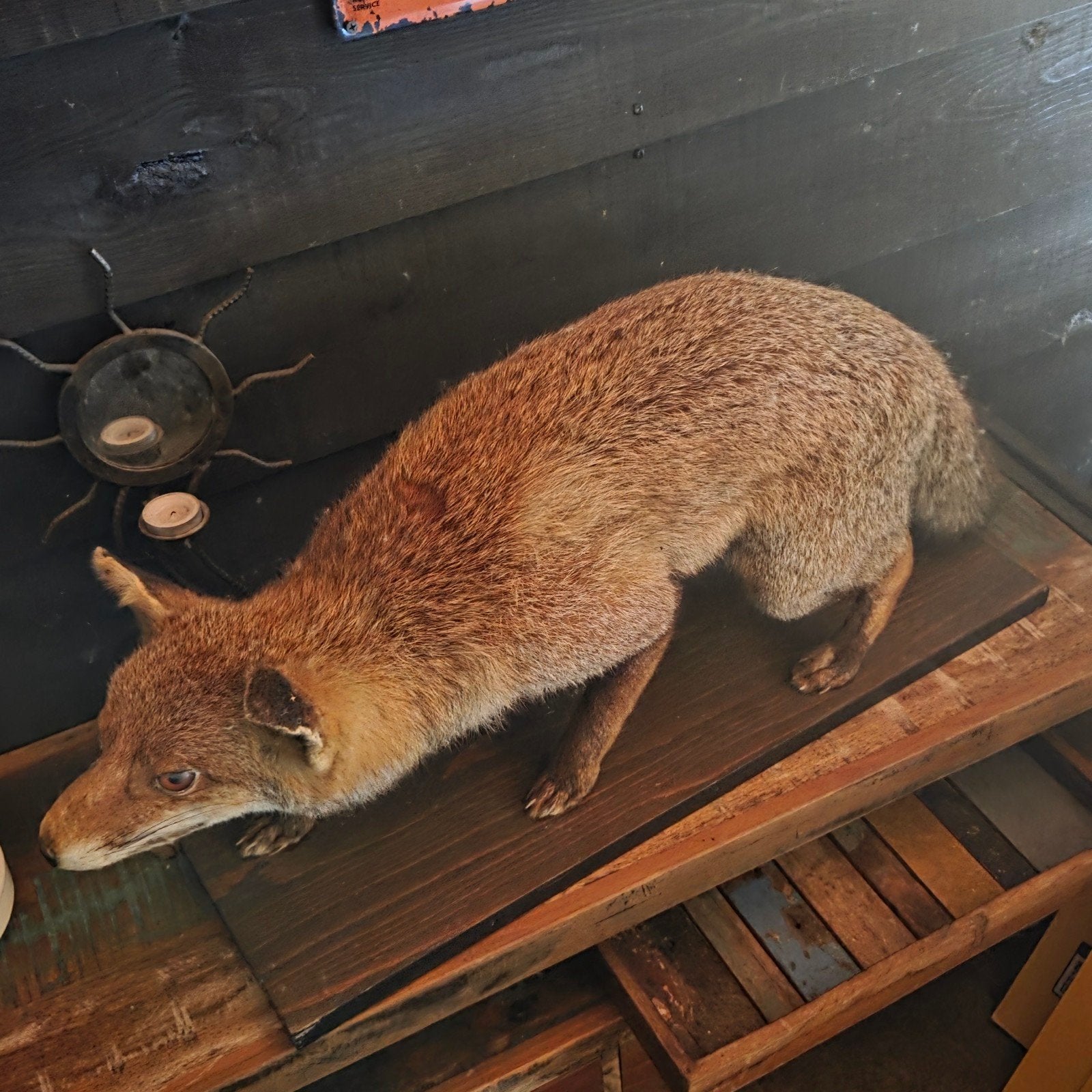 Taxidermie opruiming, Ophalen, Opgezet dier