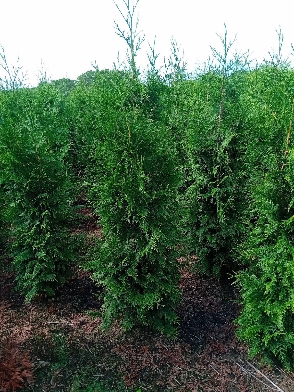 Thuja plic. excelsa coniferen haag 100-300 cm, Ophalen, Conifeer, 100 tot 250 cm