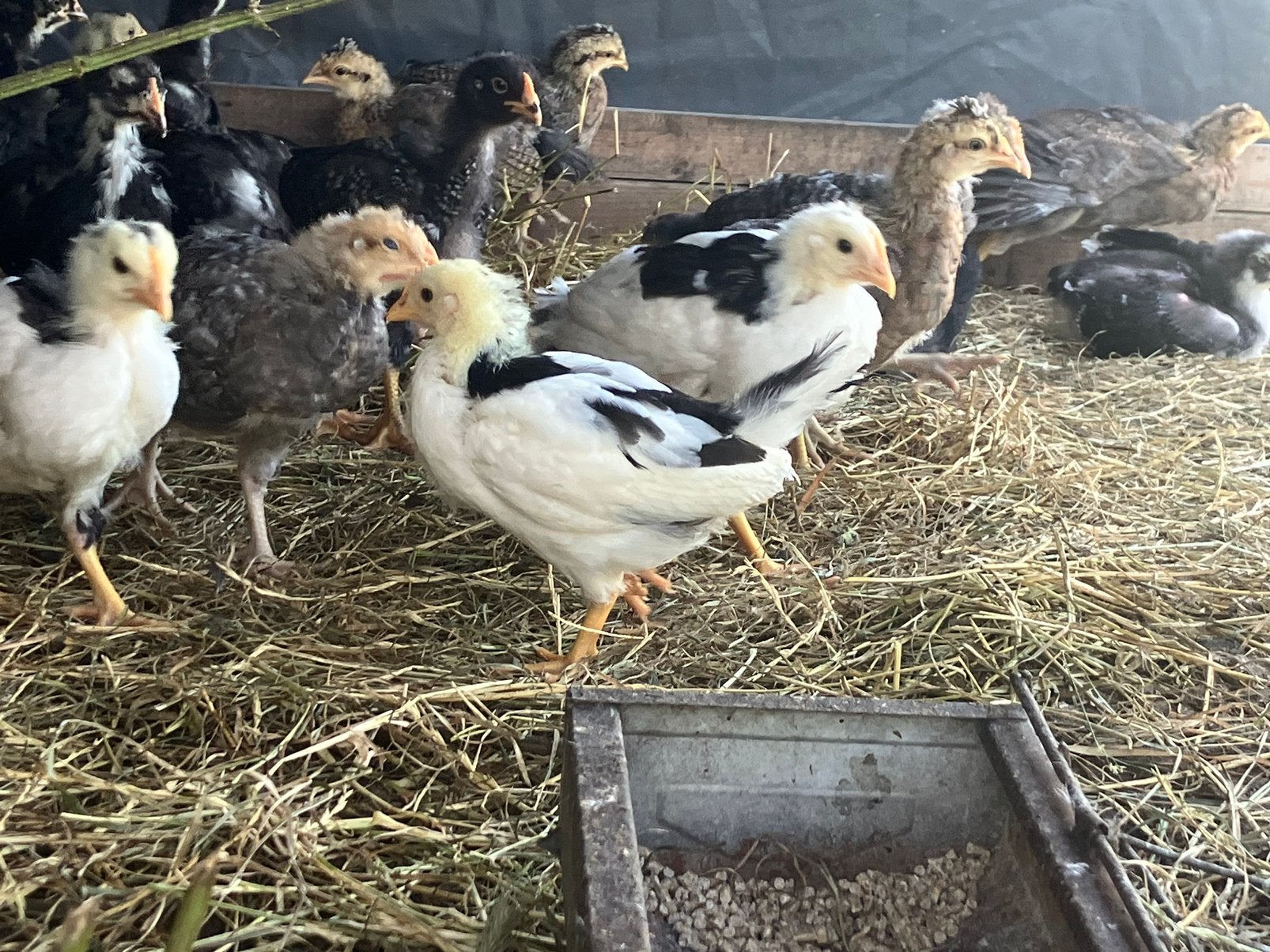 Bonte leghorn kuikens, Dieren en Toebehoren, Pluimvee, Geslacht onbekend, Kip