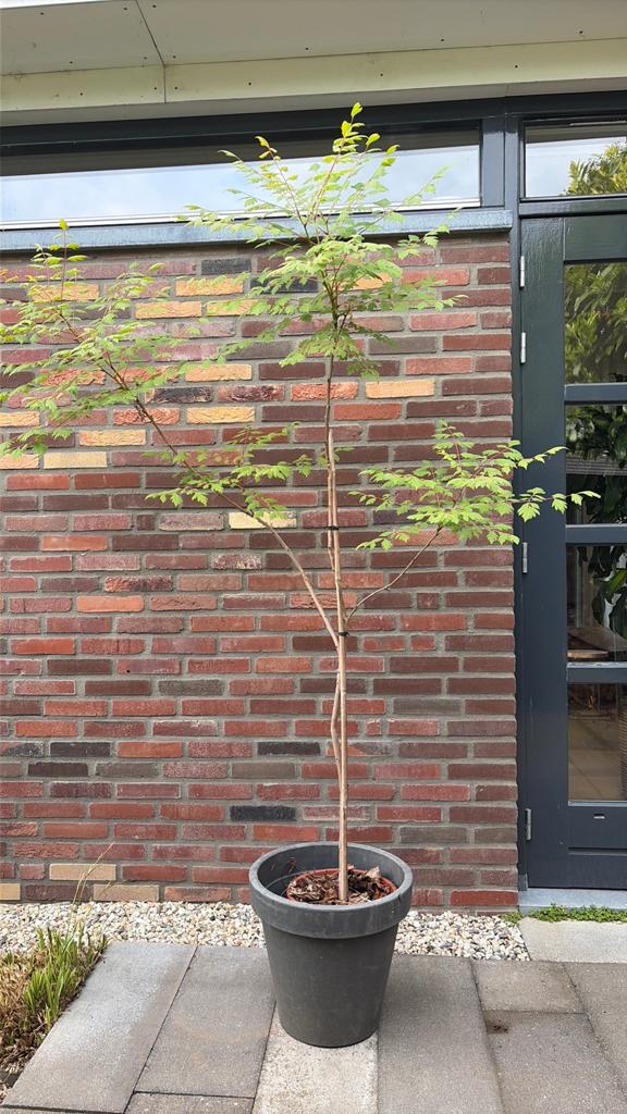 Koelreuteria paniculata/Chinese vernisboom/lampionboom, Overige soorten, 100 tot 250 cm, Zomer, Ophalen