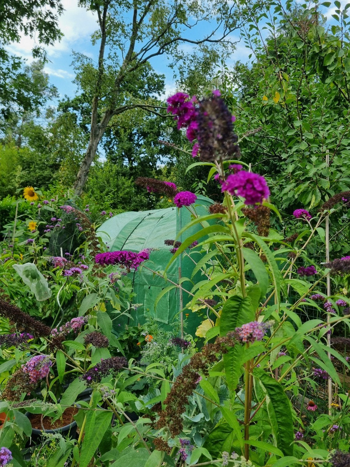 Buddleja Royal red grote stekken, Ophalen, Overige soorten, Volle zon