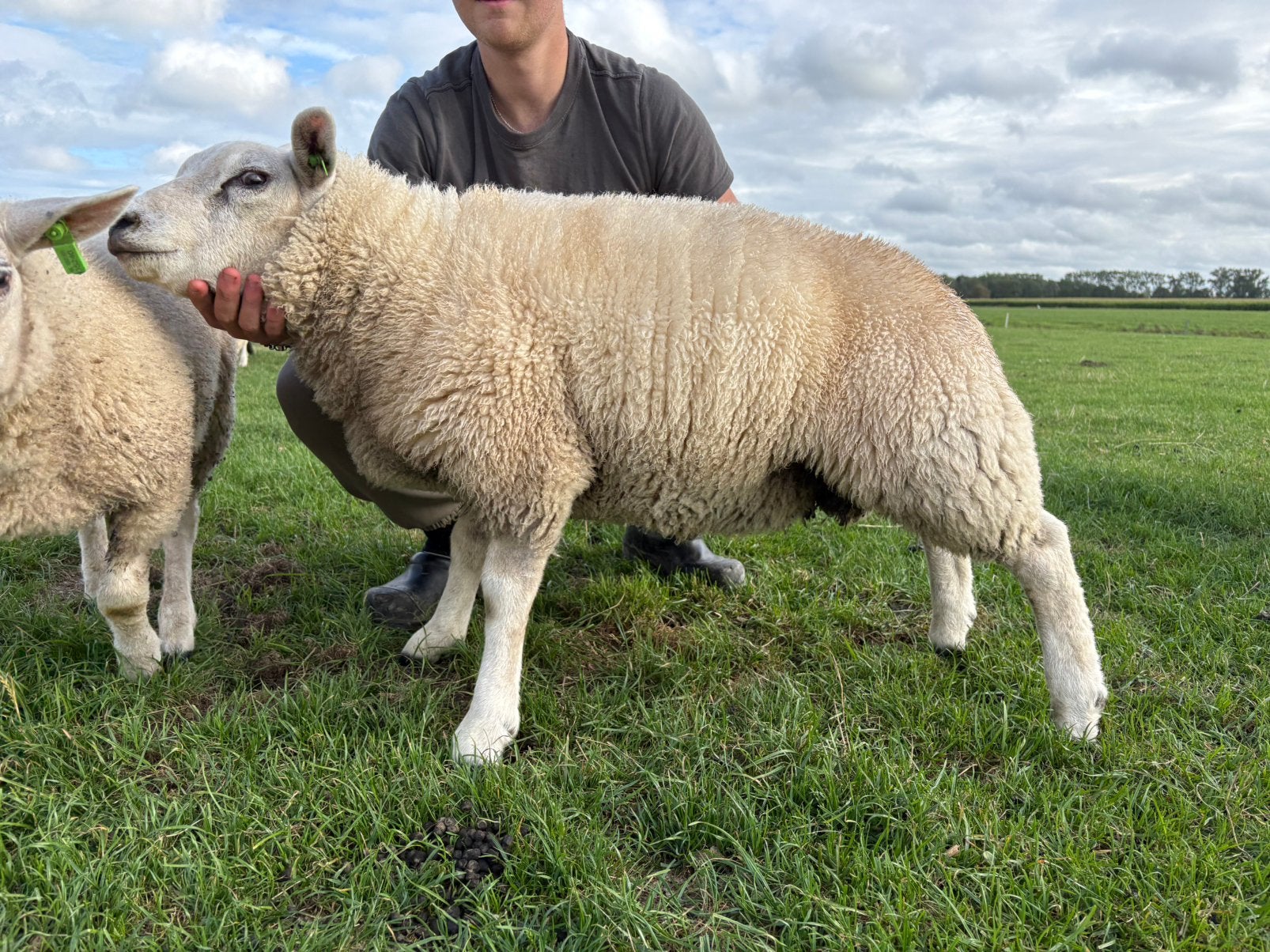 Dekrammen, Mannelijk, Schaap, 0 tot 2 jaar