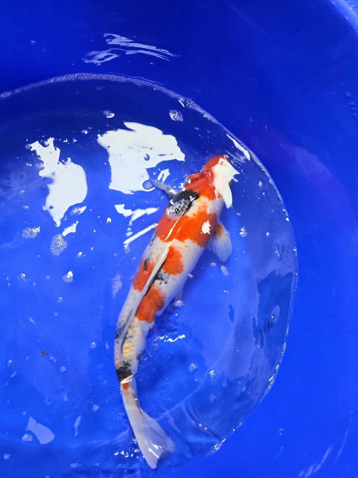 Nisai mix 40-45cm, Karper of Koi