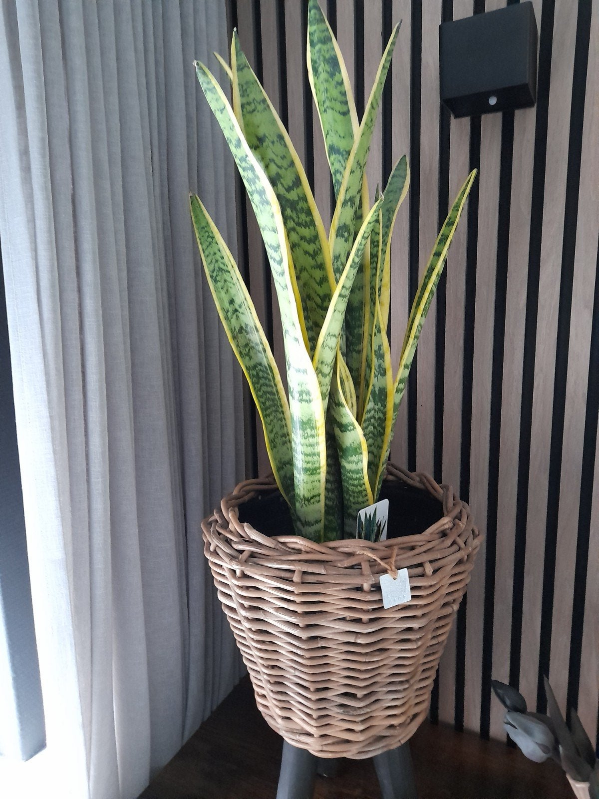 Grote sanseveria, Ophalen, Halfschaduw, Minder dan 100 cm