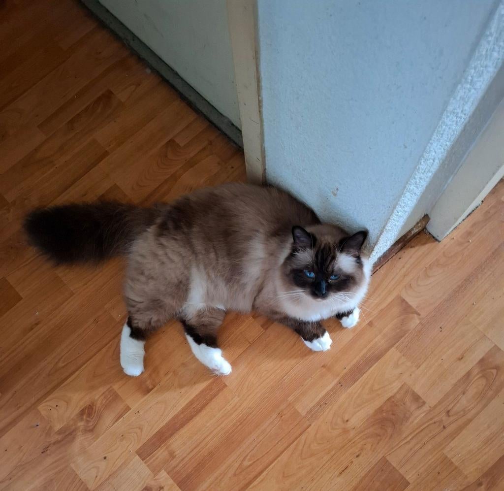 Kater seal point 2 jaar herplaatser Heilige Birmaan, Dieren en Toebehoren, Kater, 0 tot 2 jaar