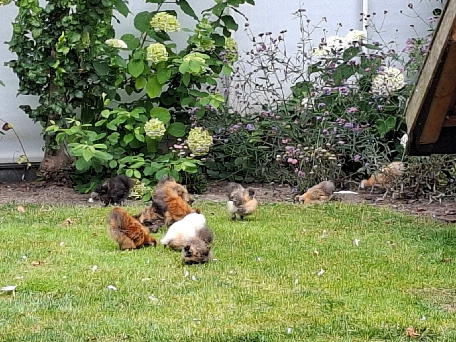 Zijdehoenders, Dieren en Toebehoren, Pluimvee, Geslacht onbekend, Kip