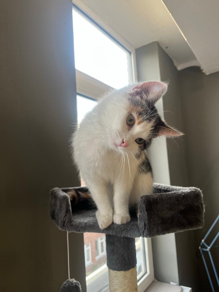 Korthaar poes, Dieren en Toebehoren, Katten en Kittens | Raskatten | Korthaar, Poes, Ontwormd, 0 tot 2 jaar