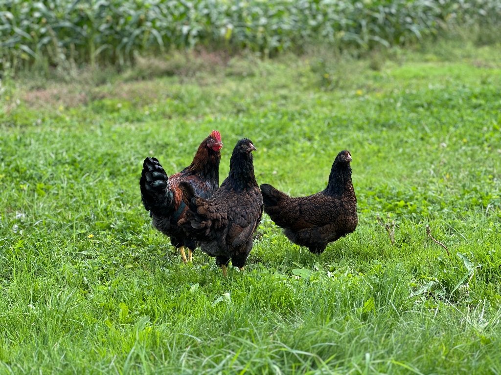 Jonge Barnevelder kippen bruin gezoomd gesekst en ingeënt