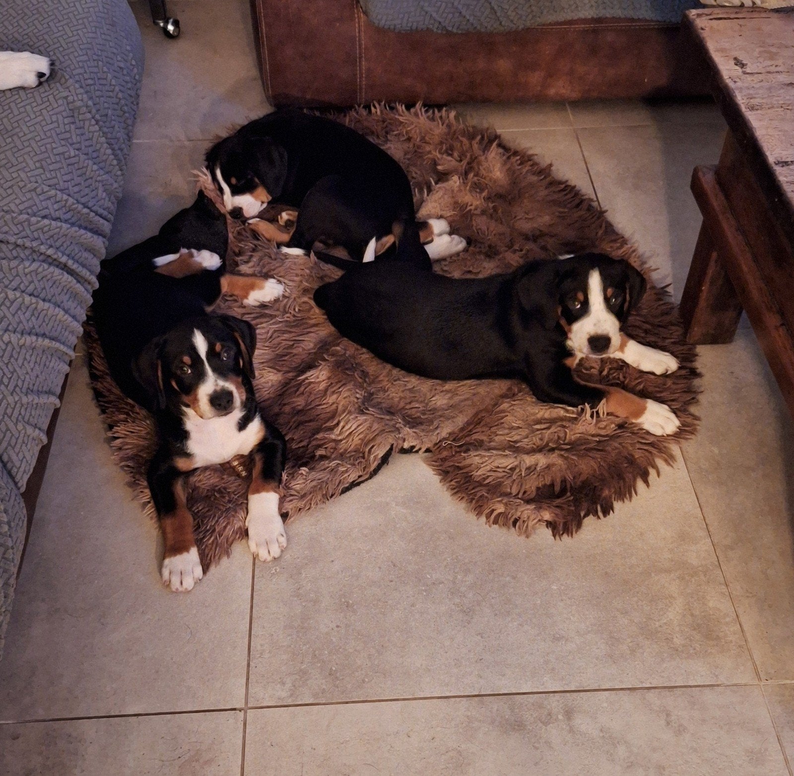 Appenzeller pups, Overige rassen, 8 tot 15 weken, Meerdere, Meerdere dieren