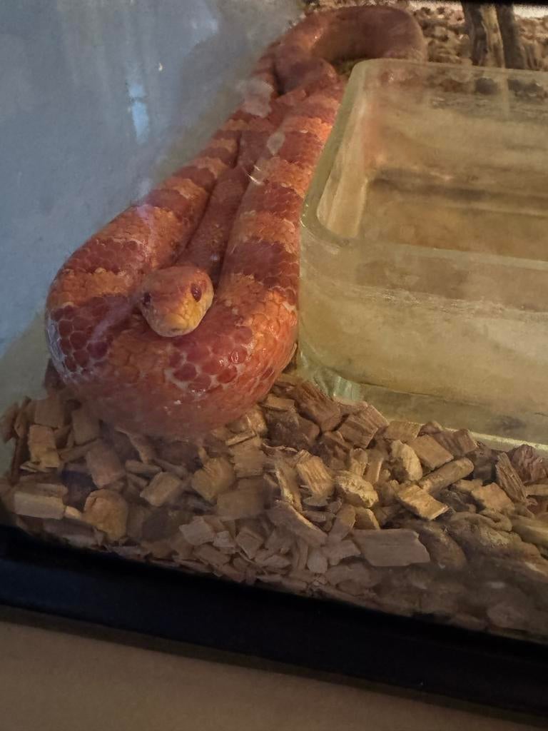 Slang, Dieren en Toebehoren, Reptielen en Amfibieën, Slang, Met terrarium, 3 tot 6 jaar