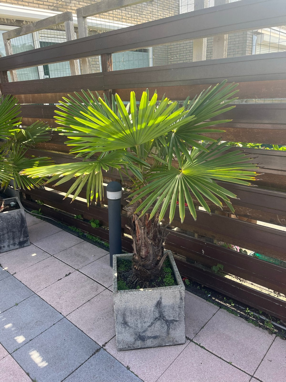 Robuuste Chinese Waaierpalm (Trachycarpus fortunei), Volle zon, Vaste plant, Bloeit niet, Ophalen