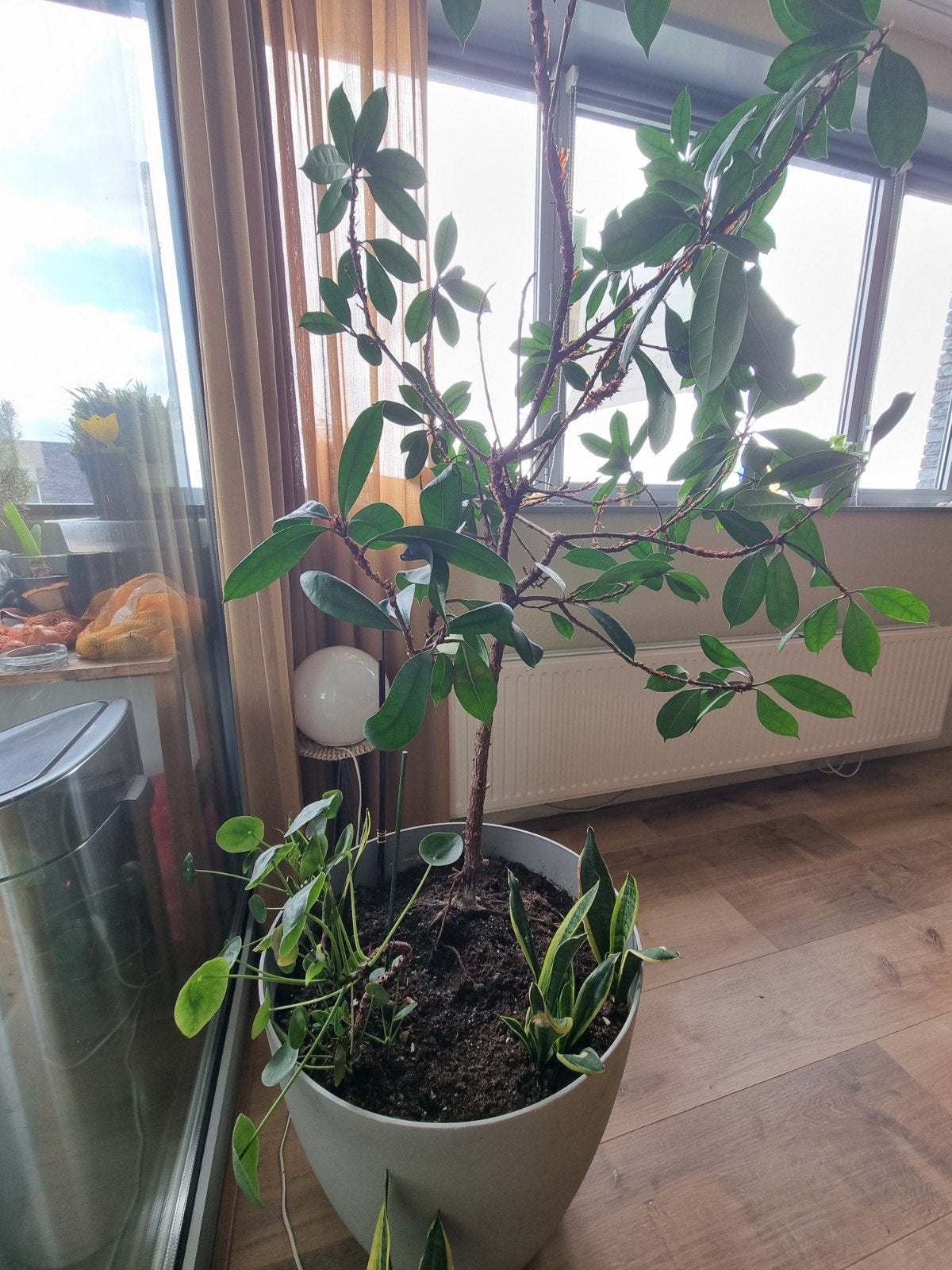 Grote Ficus in pot - Groene kamerplant, Huis en Inrichting, Ophalen of Verzenden, Ficus, In pot, Halfschaduw