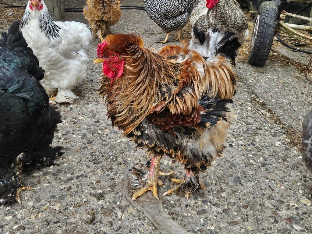 Brahma hanen, Mannelijk, Kip