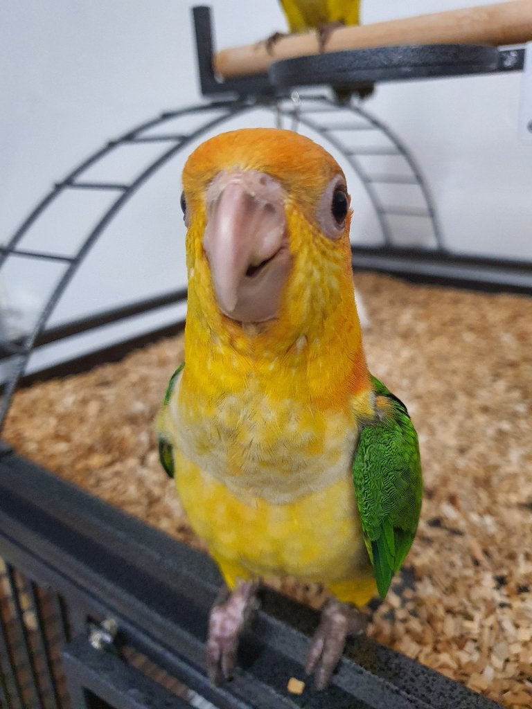 Lieve Roestkopcaique´s beschikbaar, Meerdere dieren, Papegaai, Geringd