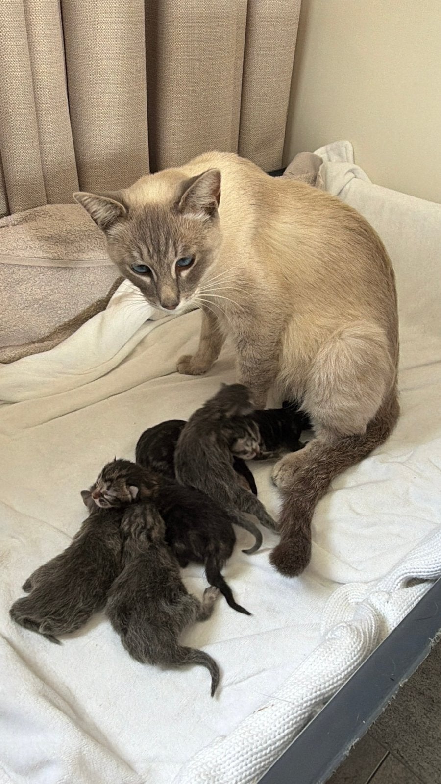 Kittens zoeken liefdevol huisje ️, Dieren en Toebehoren, Katten en Kittens | Overige Katten, Poes, 0 tot 2 jaar