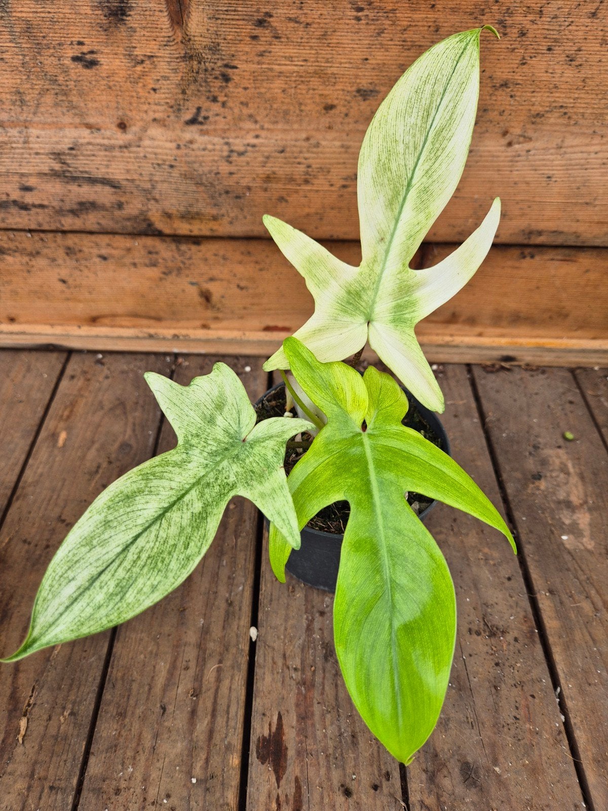 Philodendron Florida Ghost p12 (1), Huis en Inrichting, Kamerplanten, Ophalen of Verzenden, Halfschaduw, Minder dan 100 cm