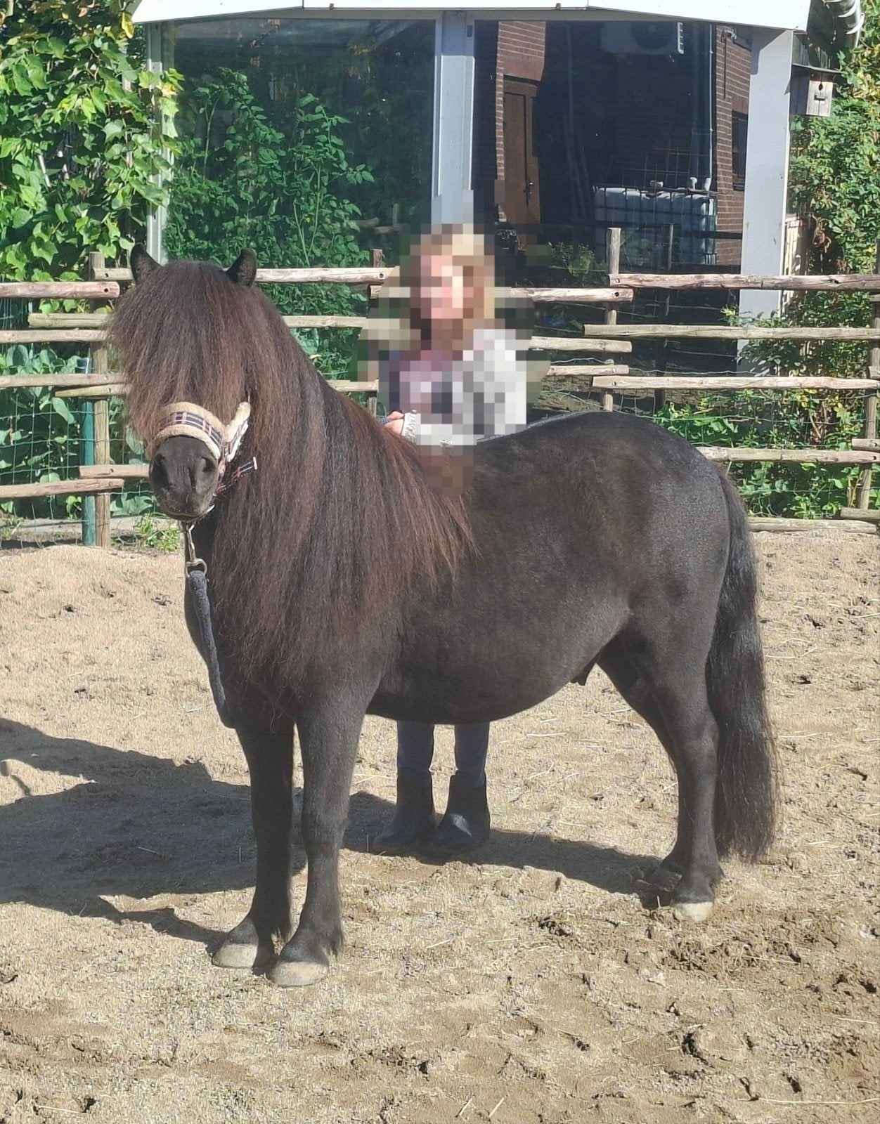leuke 5-jarige Shetlander ruin ca 105cm, Dieren en Toebehoren, Ruin, 3 tot 6 jaar