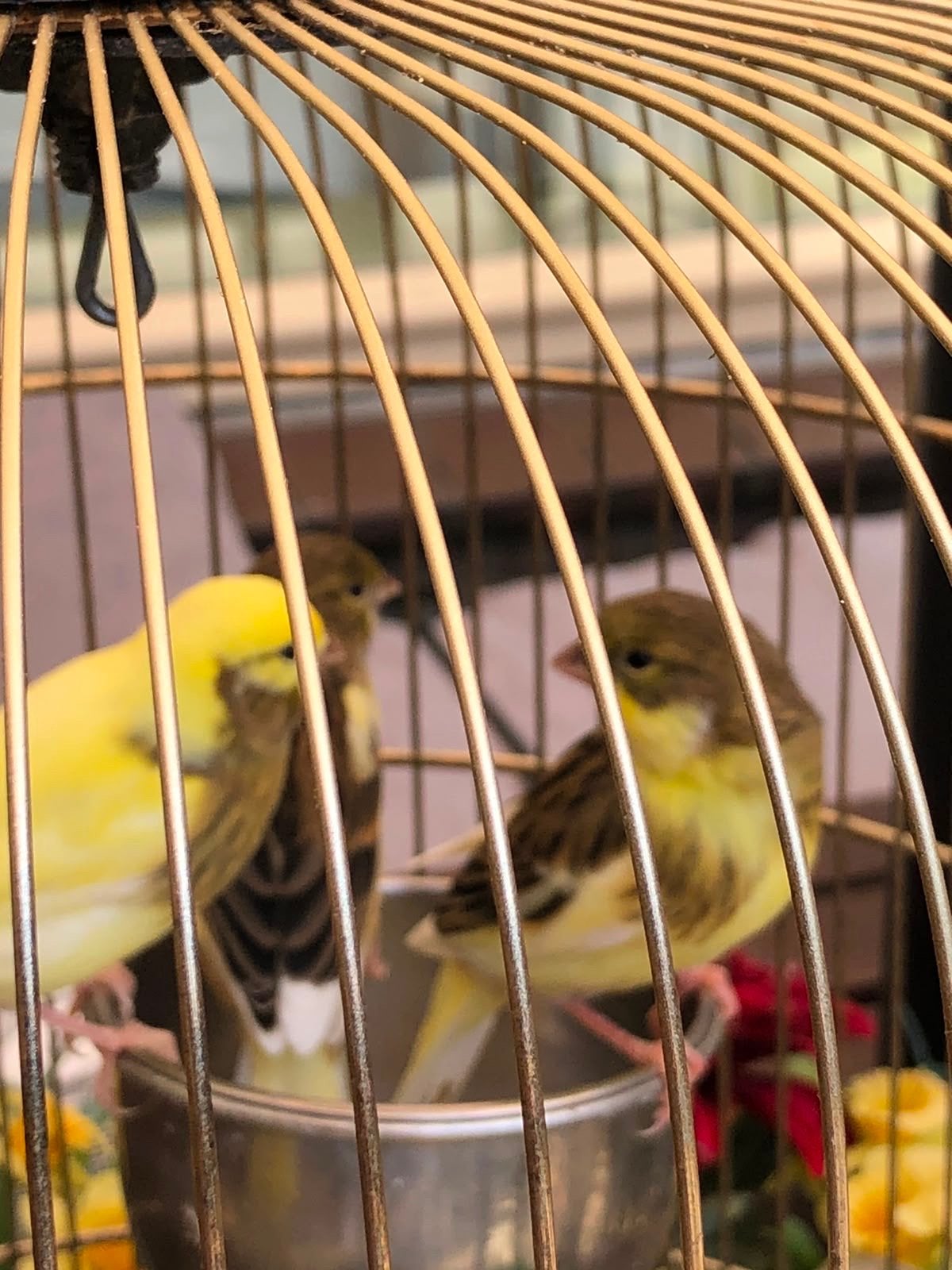 Kanarie 4x stuks, Meerdere dieren