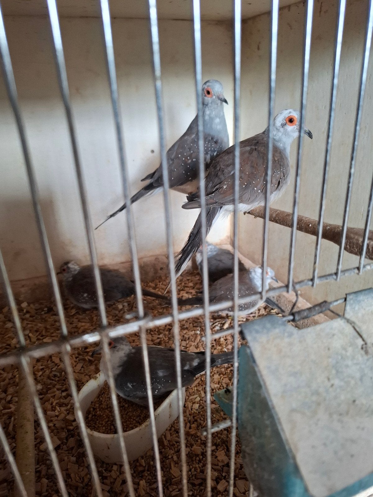 Bonte diamantduiven, Meerdere dieren, Geringd