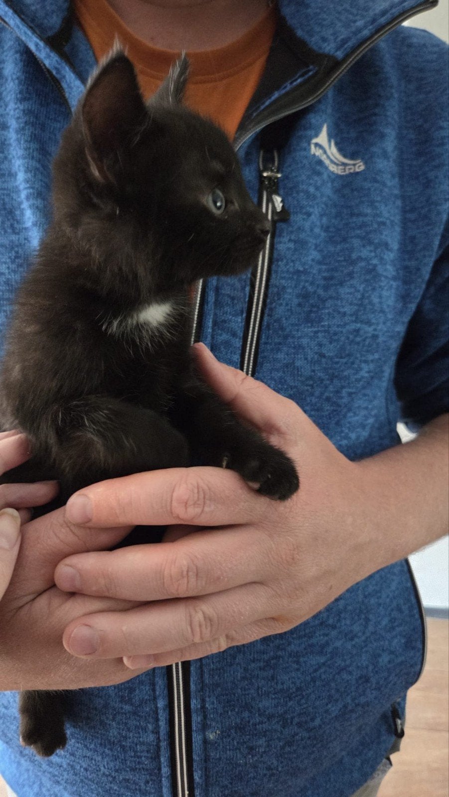 Nestje kittens van 21 april, Dieren en Toebehoren, Katten en Kittens | Overige Katten, Meerdere dieren