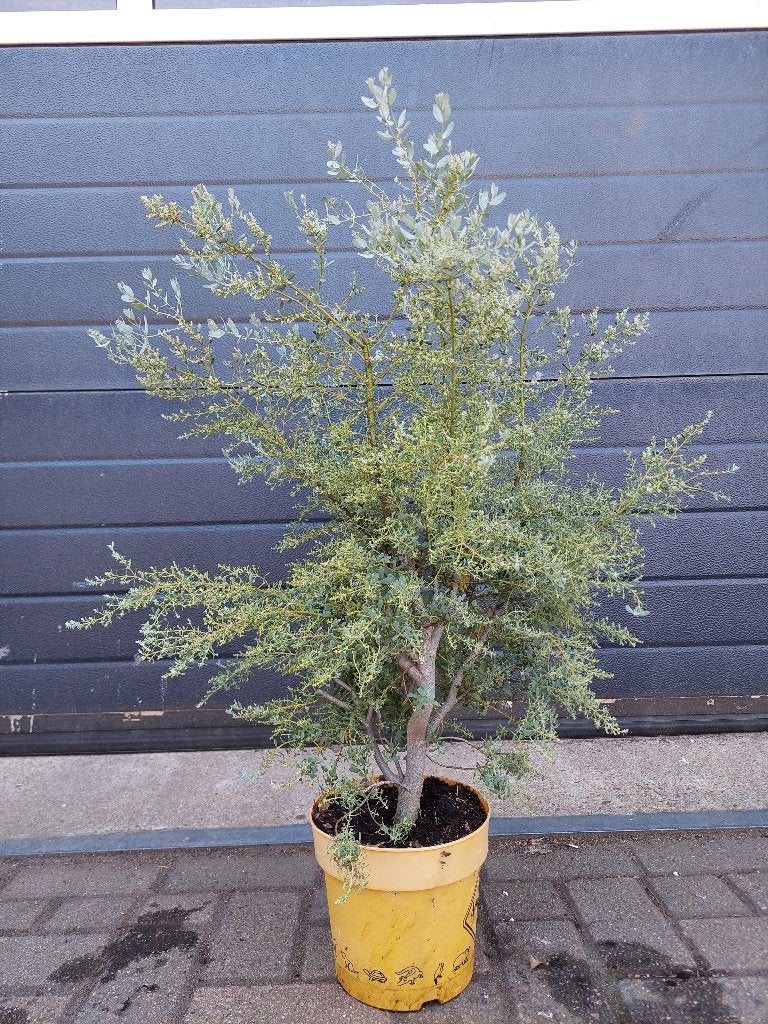 Eucalyptus Gunnii 'France Bleu' - Eucalyptusplant H: 80 cm., Tuin en Terras, Volle zon, Vaste plant, Bloeit niet, Ophalen