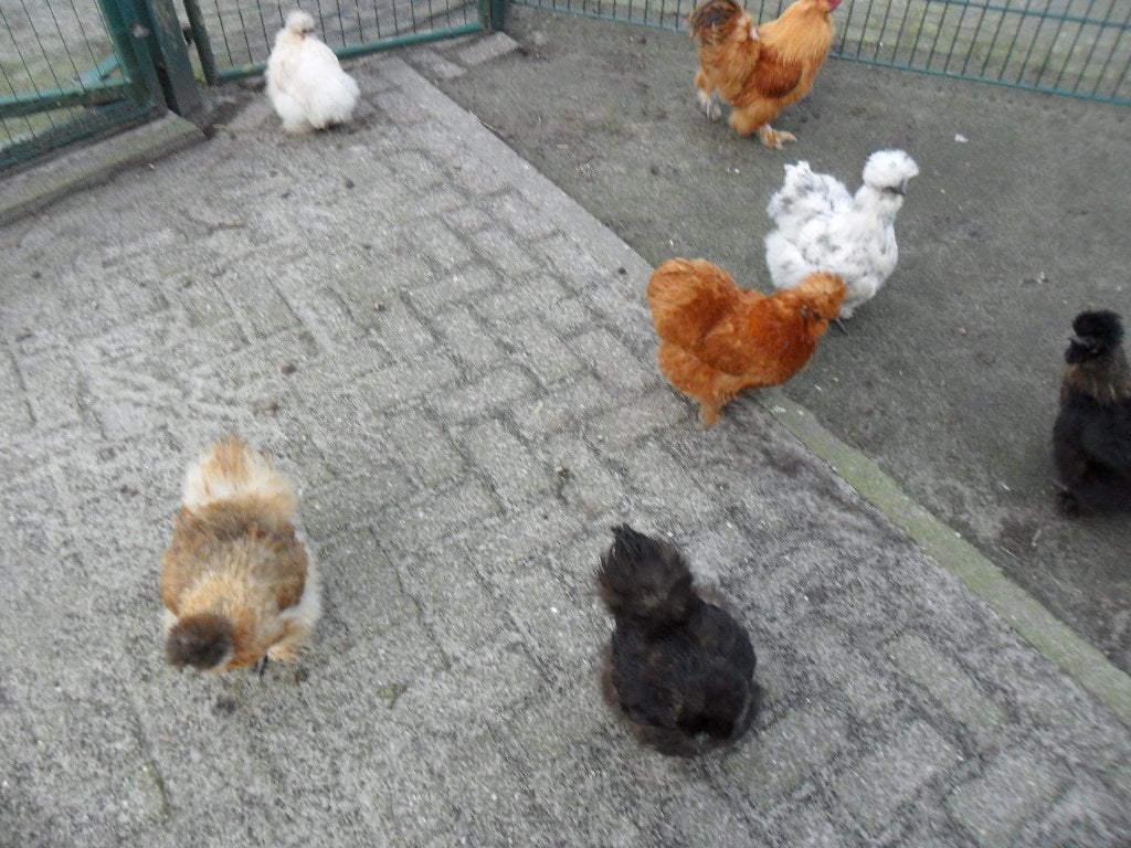 BROEDEIEREN  ZIJDEHOENDERS., Dieren en Toebehoren, Pluimvee, Meerdere dieren, Kip
