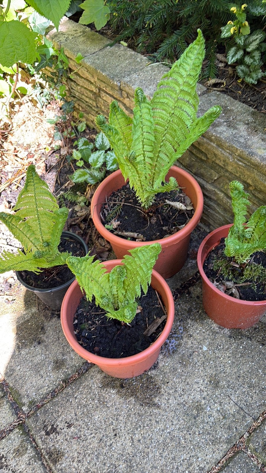 Varens varen, Tuin en Terras, Planten | Tuinplanten, Ophalen, Bloeit niet, Varens, Halfschaduw