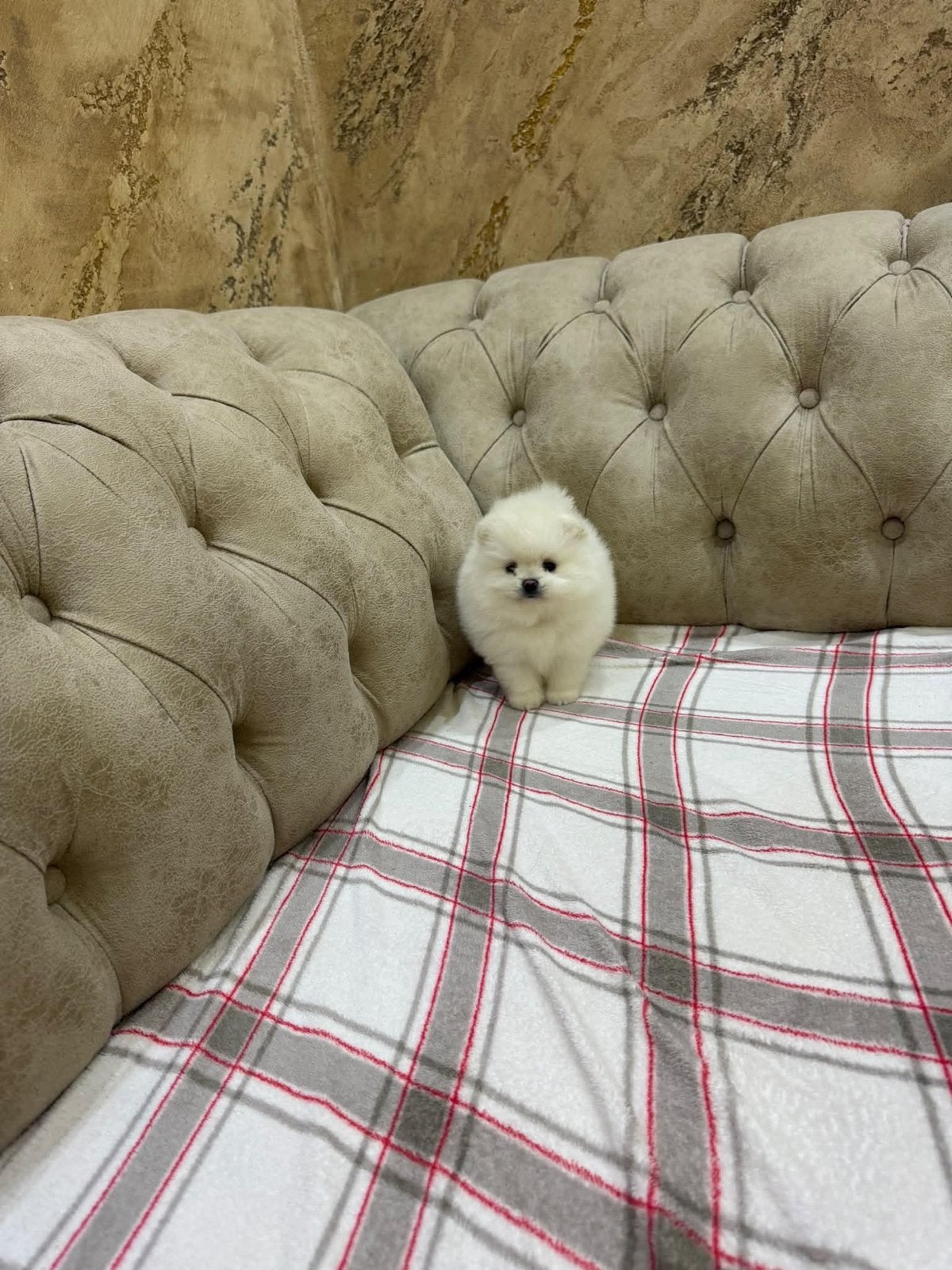 mini Pomeranian vrouwelijke, Dieren en Toebehoren, Particulier, Rabiës (hondsdolheid), 15 weken tot 1 jaar, Buitenland