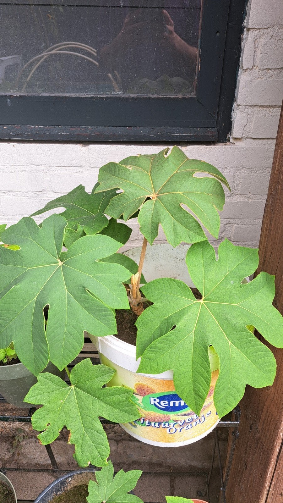 Rijstpapier planten - Tetrapanax papyrifer, Tuin en Terras, Ophalen, Minder dan 100 cm, Overige soorten, In pot