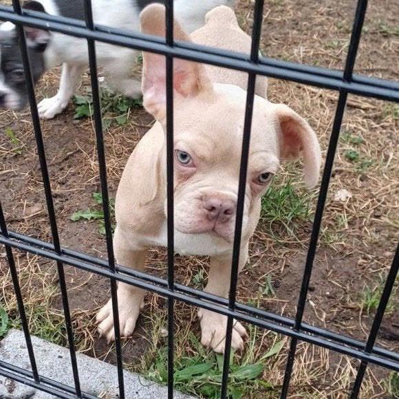 Franse bulldog pups bont blauw wit crème isabel, Dieren en Toebehoren, Particulier, 15 weken tot 1 jaar, Buitenland, Bulldog