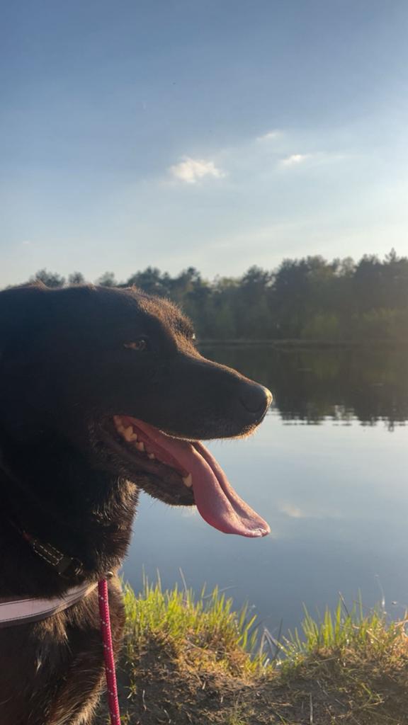 Lieve labrador x duitse herder, Dieren en Toebehoren, Teef, Eén hond, 3 tot 5 jaar, Herder