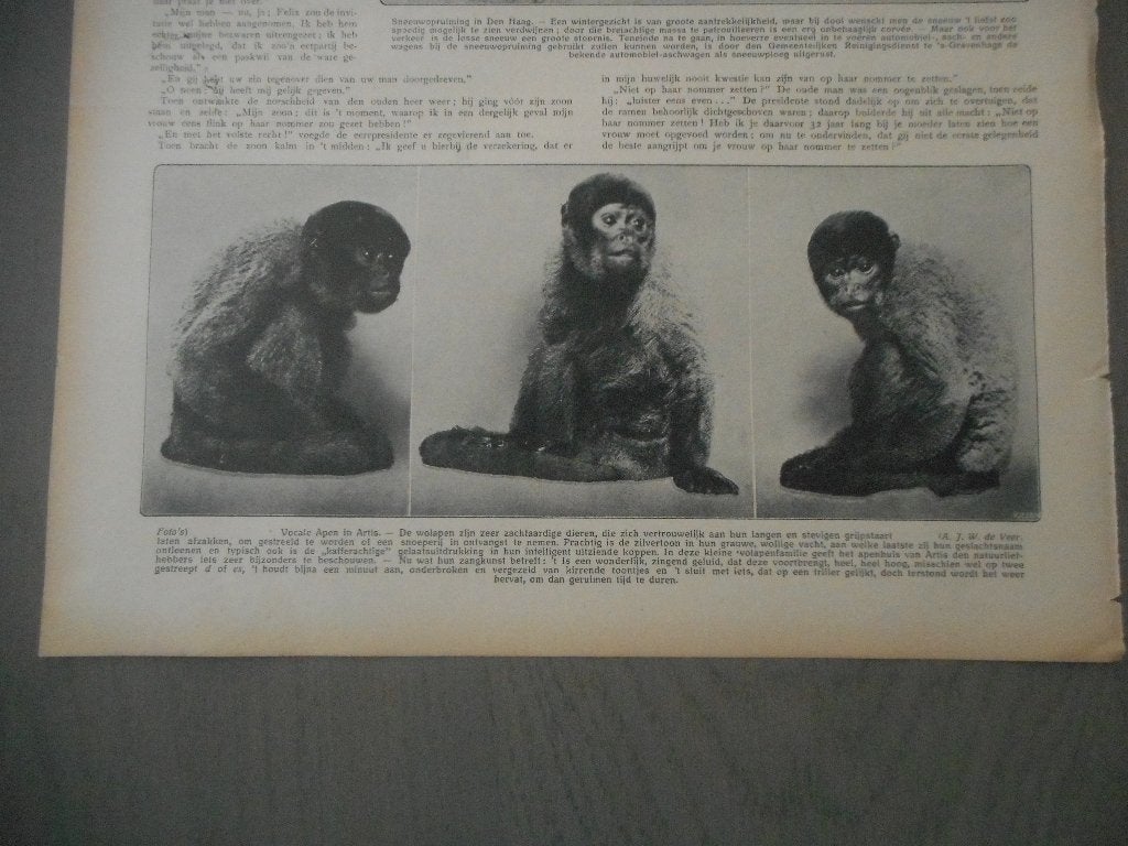 Artis. Wolapen. 1913., Ophalen of Verzenden, Voor 1920, Nederland, Knipsel(s)