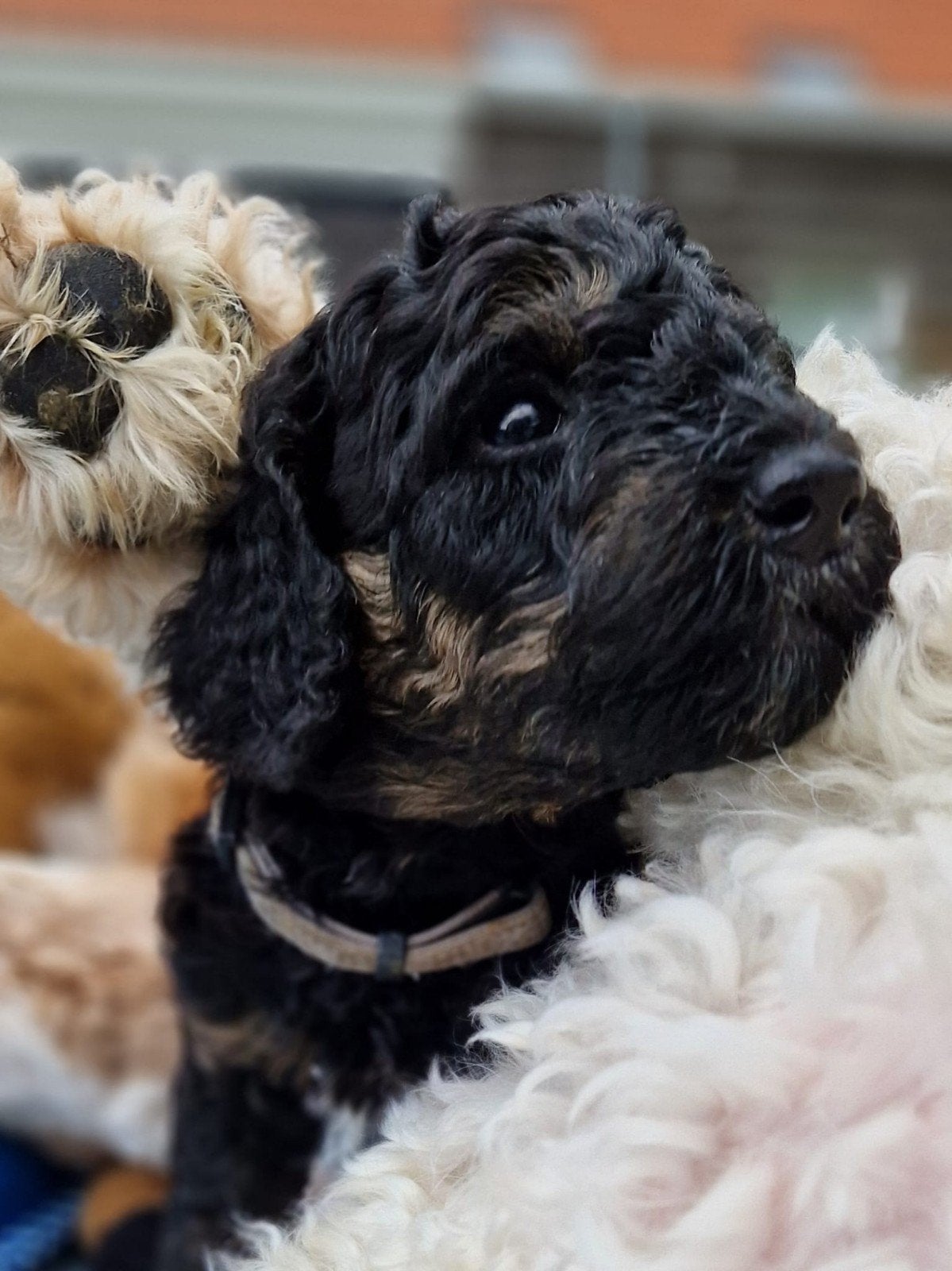 Poedelpups met FCI-stamboom, Dieren en Toebehoren, Honden | Chihuahua's en Gezelschapshonden, Poedel, Parvo, 8 tot 15 weken, Meerdere