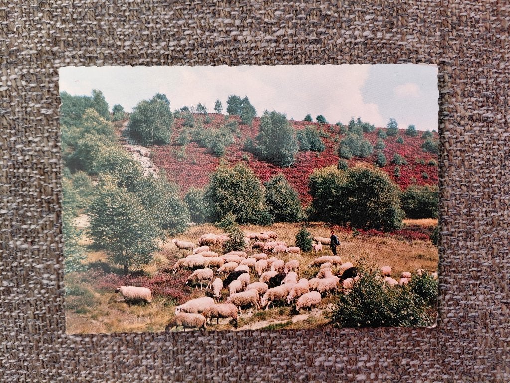 Schaapsherder met kudde, Apeldoorn, stempel 50 jaar Berg en, Verzamelen, Ansichtkaarten | Dieren, Verzenden, 1960 tot 1980, Gelopen