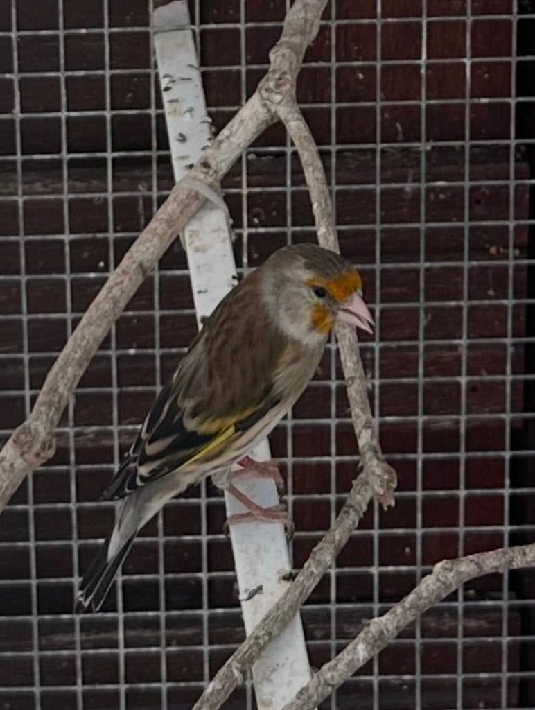Putter Kanarie, Dieren en Toebehoren, Vrouwelijk, Bastaard