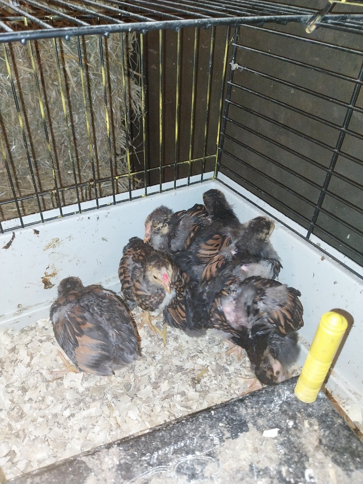 4 gratis wyandottekrielhanen goudzwartgezoomd, Dieren en Toebehoren