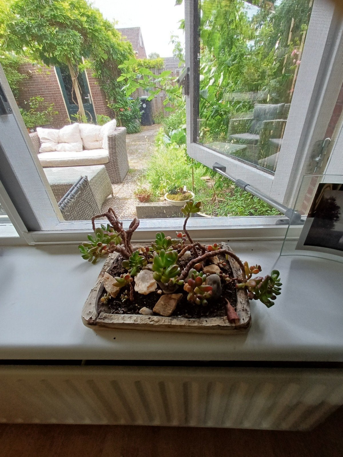 Mooie vetplanten in decoratieve pot, Tuin en Terras, Ophalen
