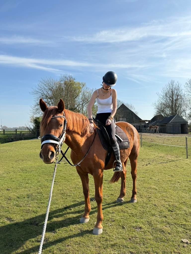 Bruikleen/trainings pony gezocht, Dieren en Toebehoren, Meerdere dieren, Niet van toepassing, Recreatiepony, 3 tot 6 jaar
