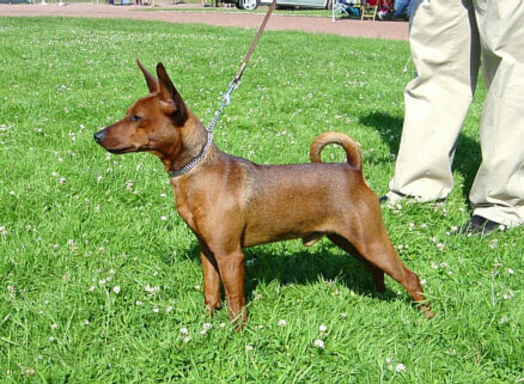 hondje oppassen, Particuliere oppas