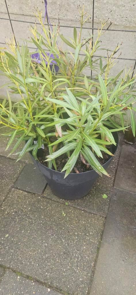 Oleander (Nerium oleander) white flowers, Ophalen, Overige soorten, Volle zon