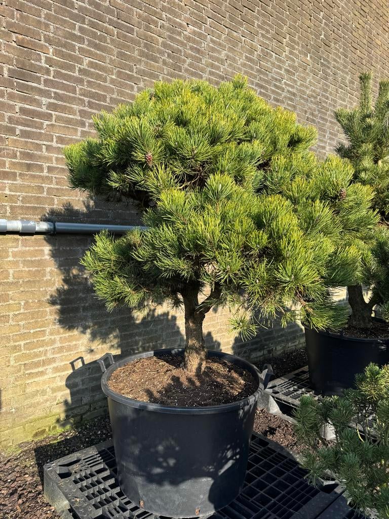 Vormsnoei bomen en tuinbonsai - Nobilis Ens. Zondag geopend, Bloeit niet, Overige soorten, 100 tot 250 cm, Ophalen