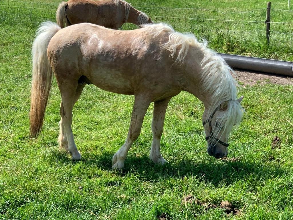 Diverse mooie Welsh A pony's te koop, Meerdere dieren