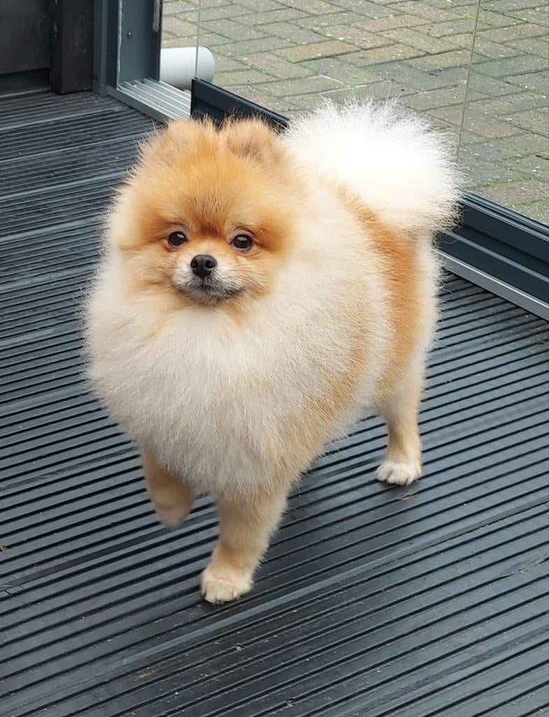 Mooie pomeriaan dekreu, Dieren en Toebehoren, Honden | Dekreuen, Reu, Particulier, Eén hond, Nederland, 3 tot 5 jaar