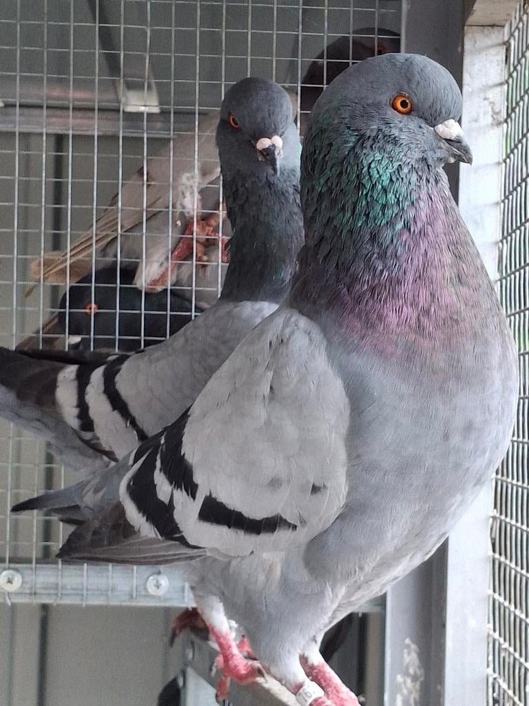 Duitse modena  blauw geband  en ongeband, Dieren en Toebehoren, Vogels | Duiven, Meerdere dieren, Overige soorten
